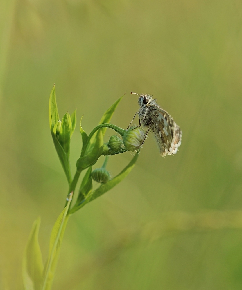 2G6A7143.JPG