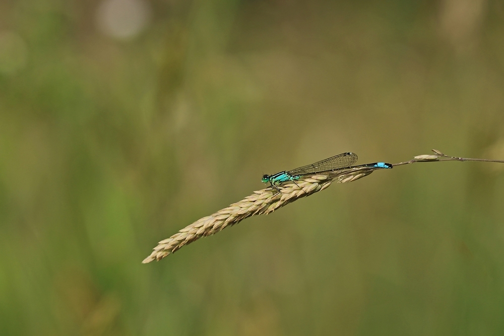 2G6A7145.JPG