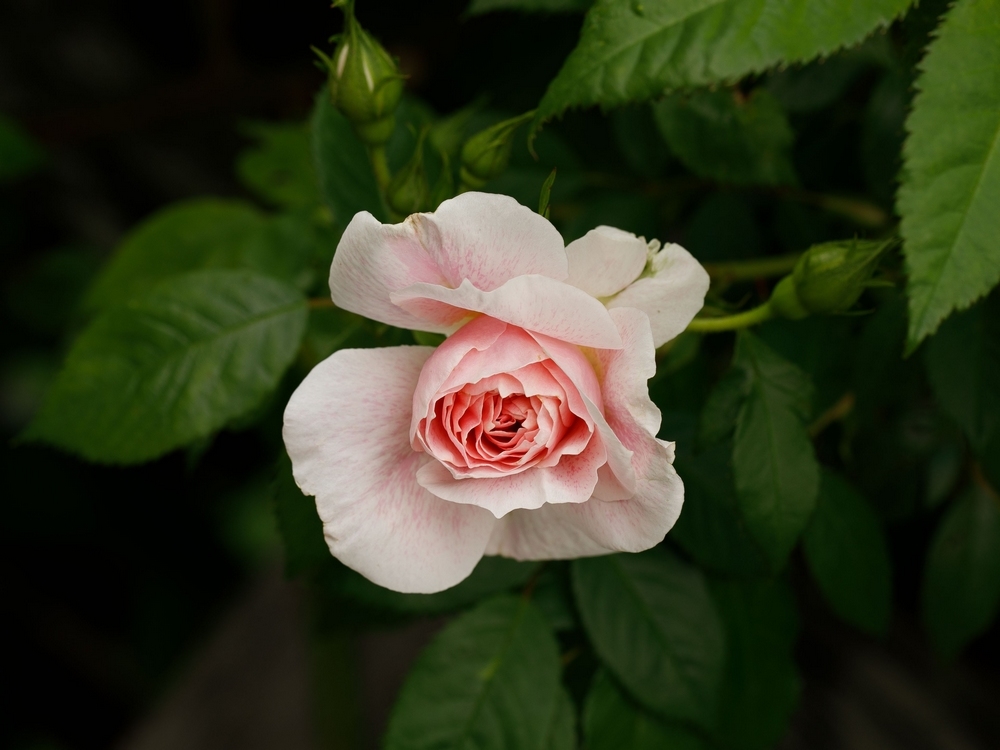 2G6A7300.jpg