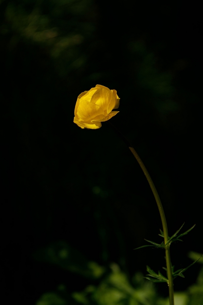 2G6A8526.jpg