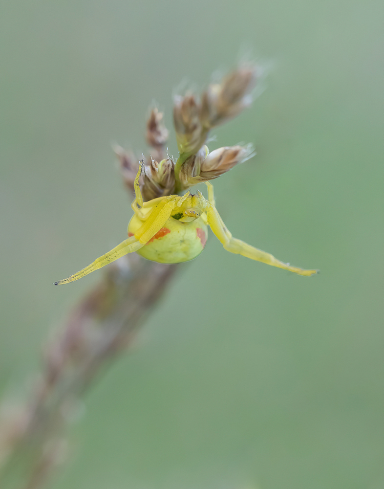 434A4677-export.jpg.ae6e6e05b379cf912c307c7c3c2edc82.jpg