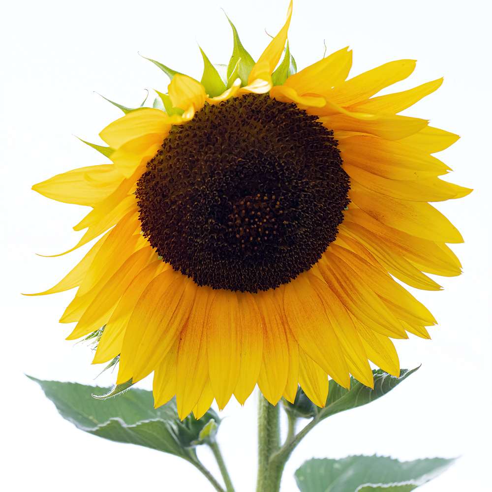 434A4990-export.jpg.8e87987e8365445bdf33bde7a4830eb8.jpg