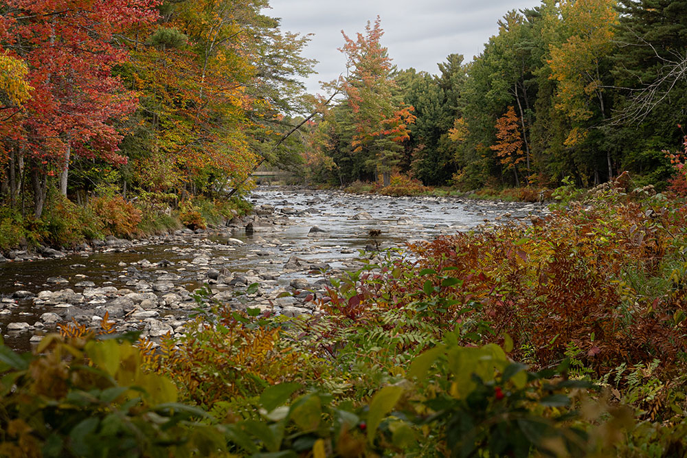 DSD03434web.jpg.ca58c38b2bf7984fb97ef76ce82e498c.jpg