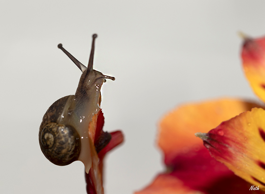 Escargot_3.jpg.705572fdb74b31343386d57588ebe886.jpg