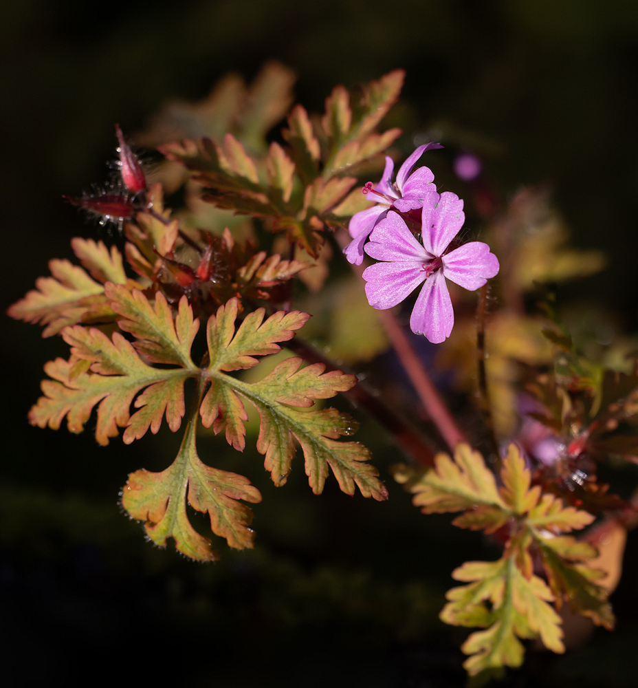 104A1493-export.jpg.3ea46e0b3150d1d98c68af4459f7ff66.jpg