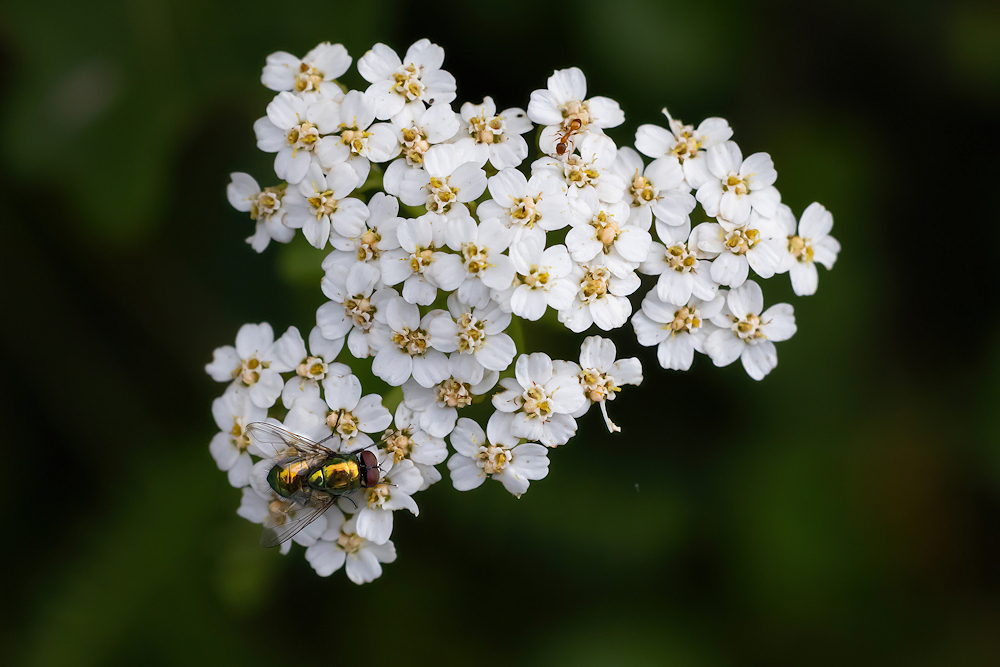 104A4262-export.jpg.505907e5be40571421f10d91adee658c.jpg