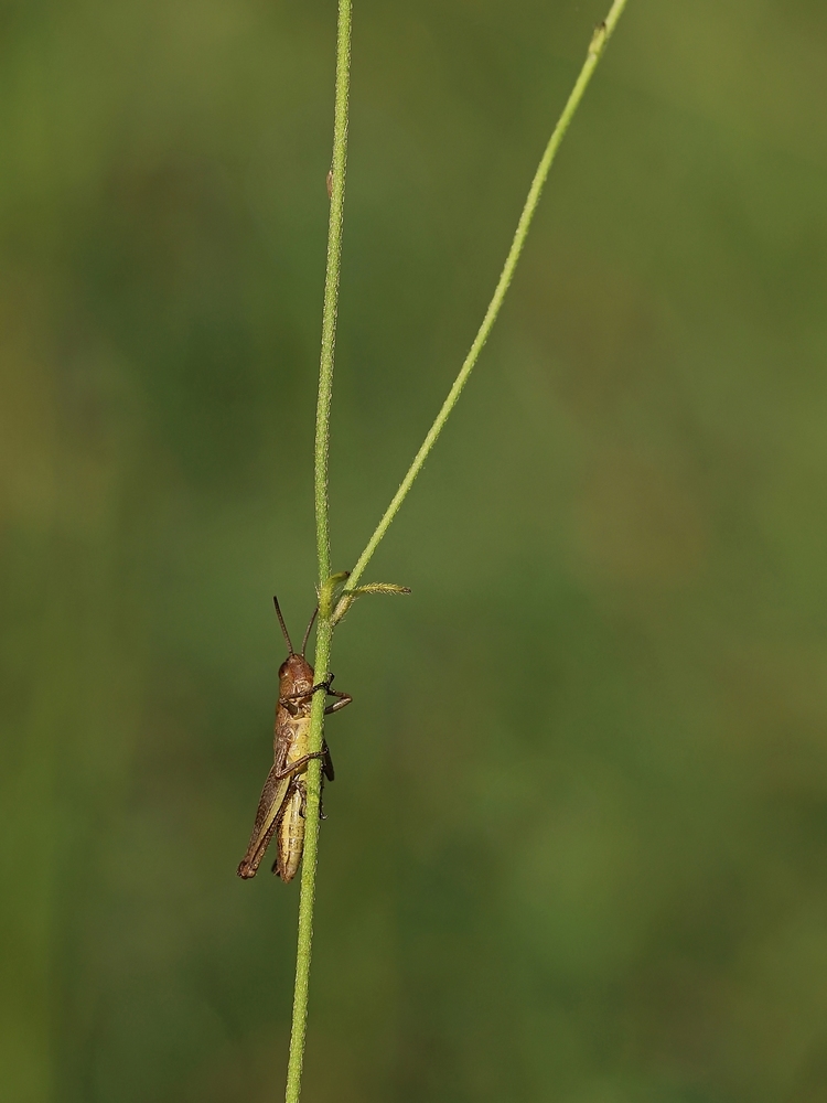 2G6A7198.JPG