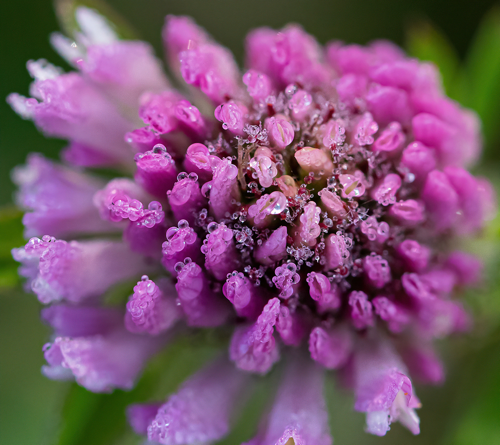 434A4644-export.jpg.05a0fff5b4bcfb9ac0b1e9435a3cd0b2.jpg