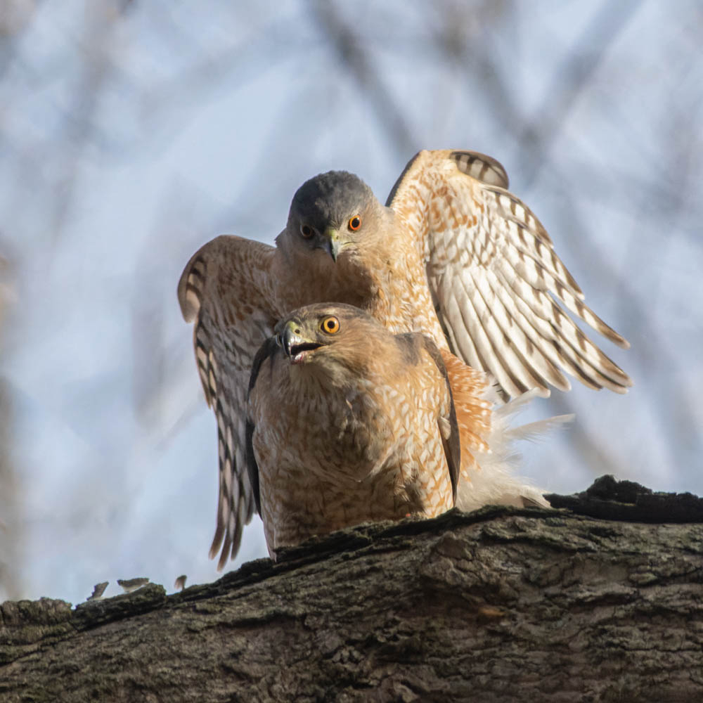 K3__0396-PEF_DxO_DeepPRIME-Modifier.jpg.15f67eaf294fd47e0db6b03b3d0086cf.jpg
