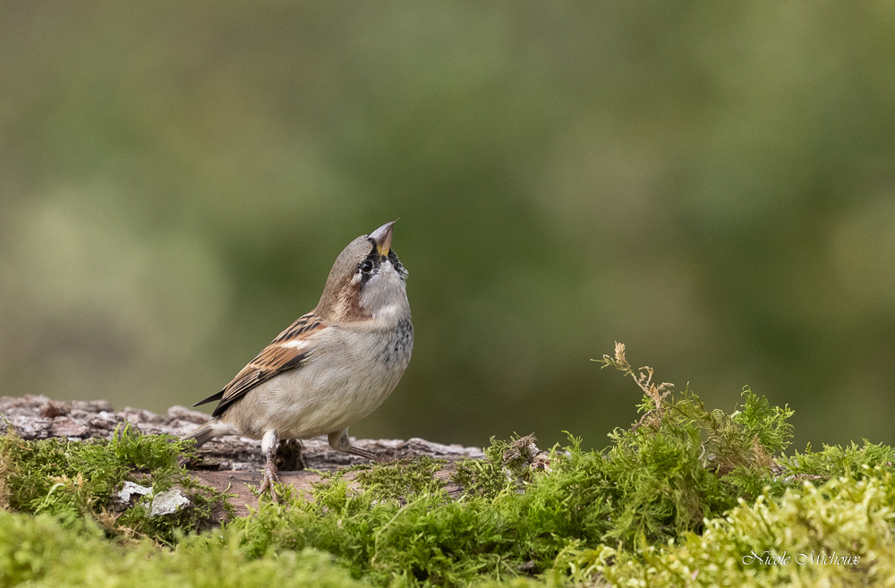 Moineau16102023-_HIL6211.jpg.3526807d4ef336def08bf088a0fdd87a.jpg