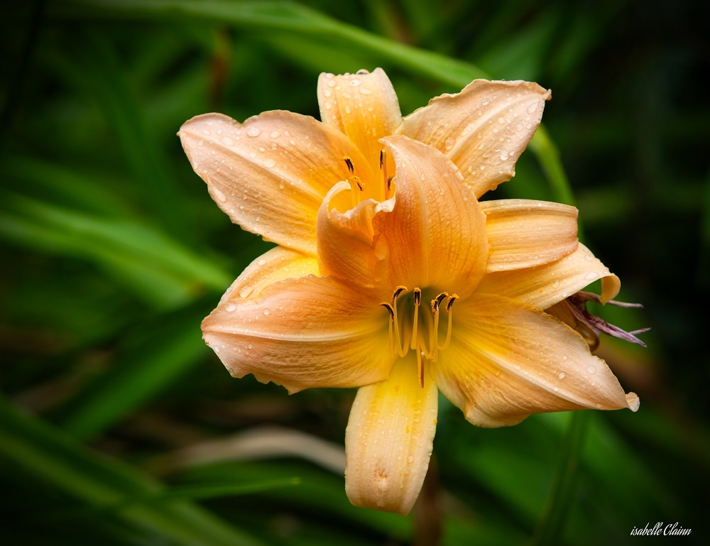 fleurs e1fp.jpg