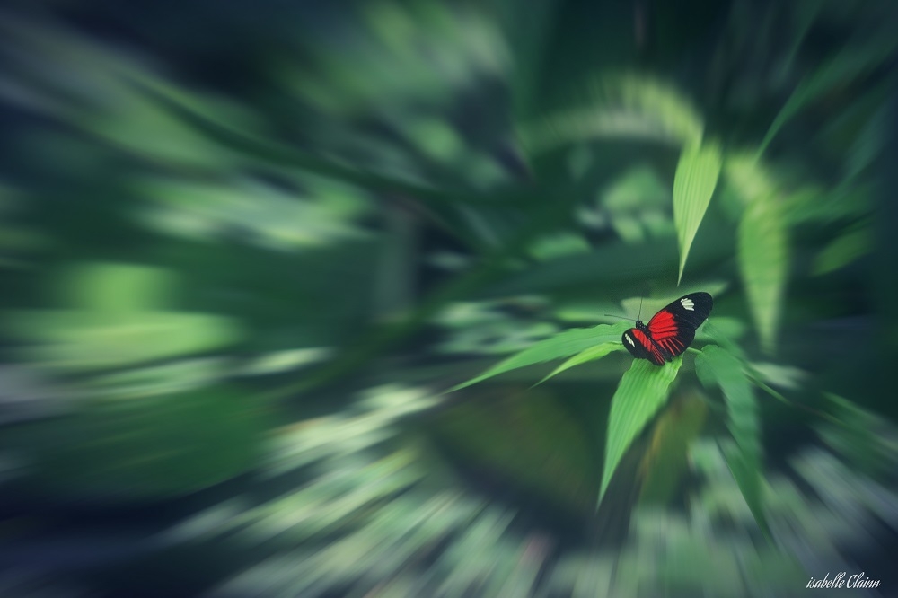 papillon e1fp.jpg
