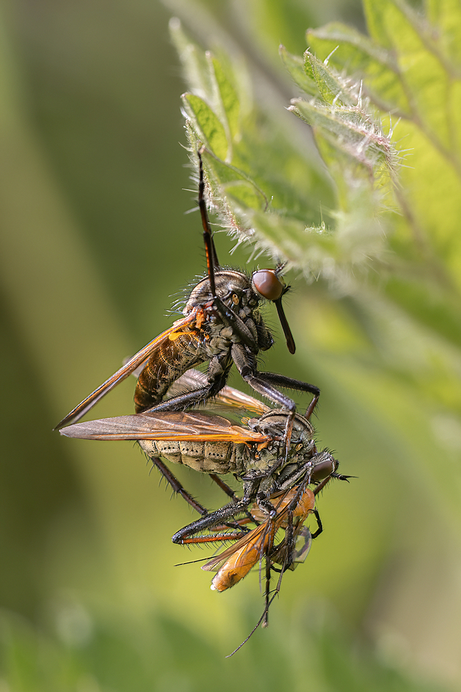 104A6503-CR3_DxO_PRIME-sharpen-motion.jpg.72efa0dca5bbcd209368cc4f1a90ab69.jpg