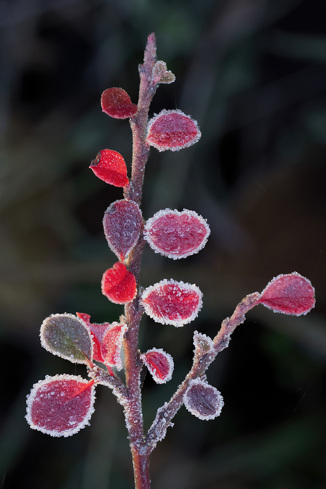 104A7029-export.cotoneaster_rampant.jpg.b21c5858cb84b3e2712b83529a1501c7.jpg