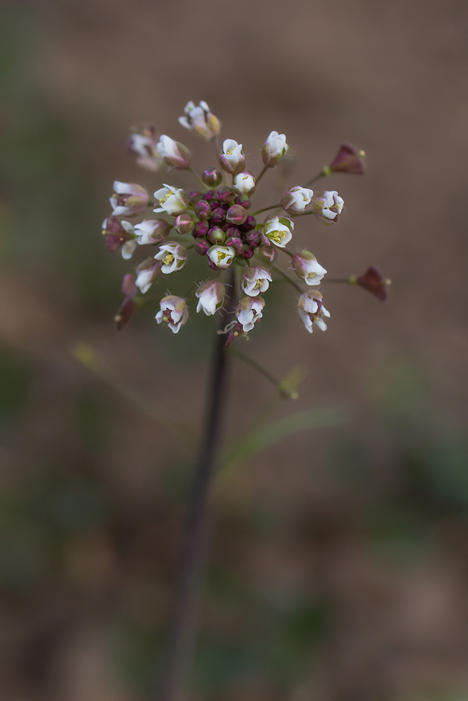 1O0A0188-export-sharpen-Motion.jpg.36eced92229f1f4df481a4793f69a00c.jpg