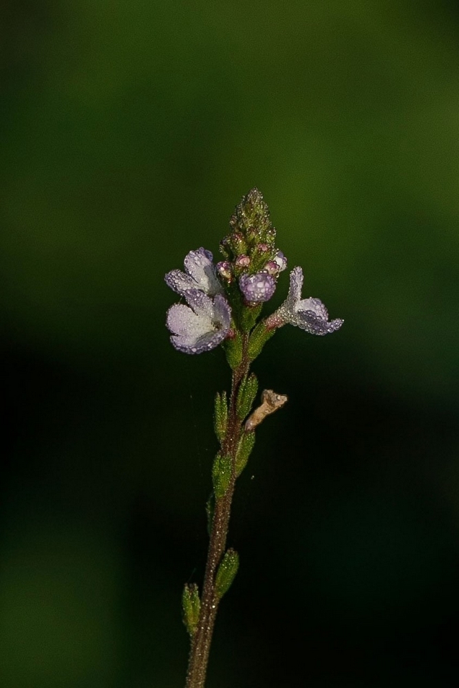2G6A9742.jpg