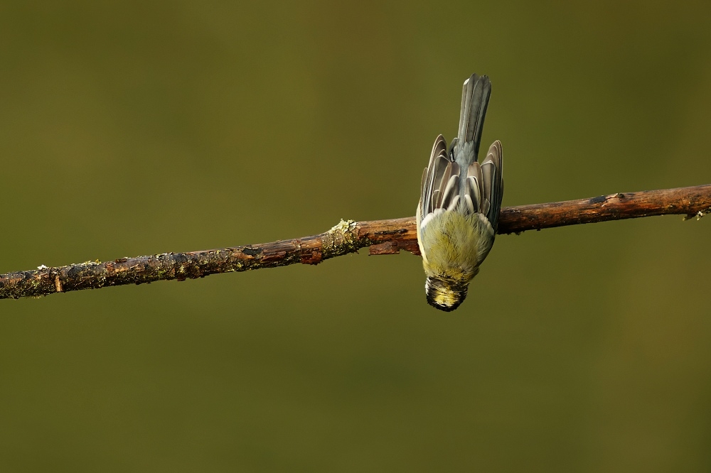 4N1A2165_DxO-border.jpg.1a7ed3b743a1bb3ebe2f943d56fb0e93.jpg