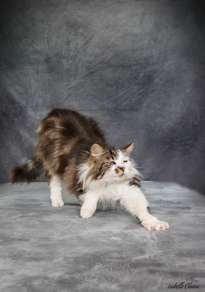 chats d 10 04fp.jpg
