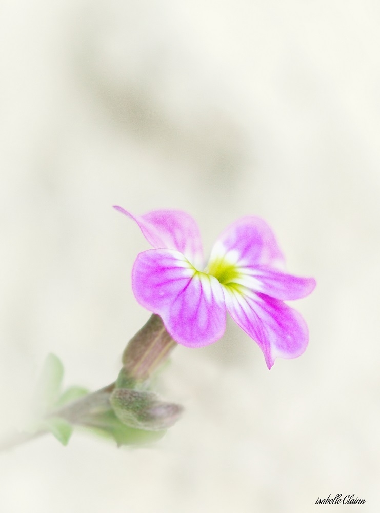 fleurs A 4fp.jpg