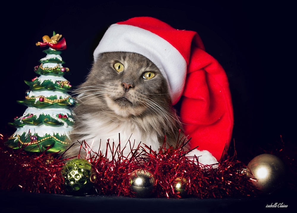 graf noel 2018fp.jpg