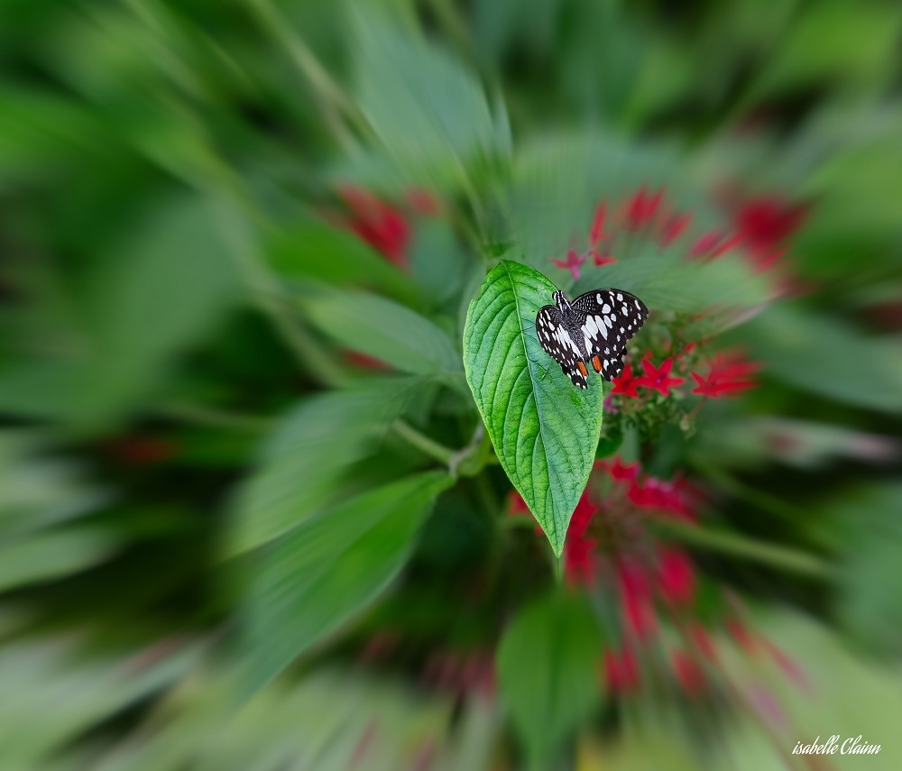 papillon t1fp.jpg
