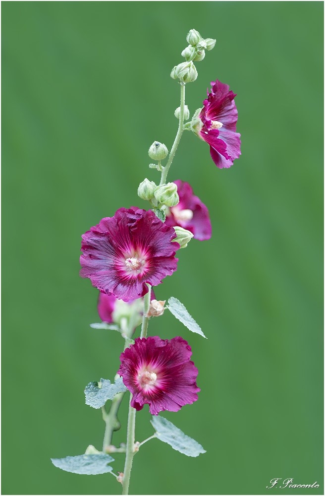 00392Rosetrmire.jpg.9cac57962003fa63510ef0b9172a09cb.jpg
