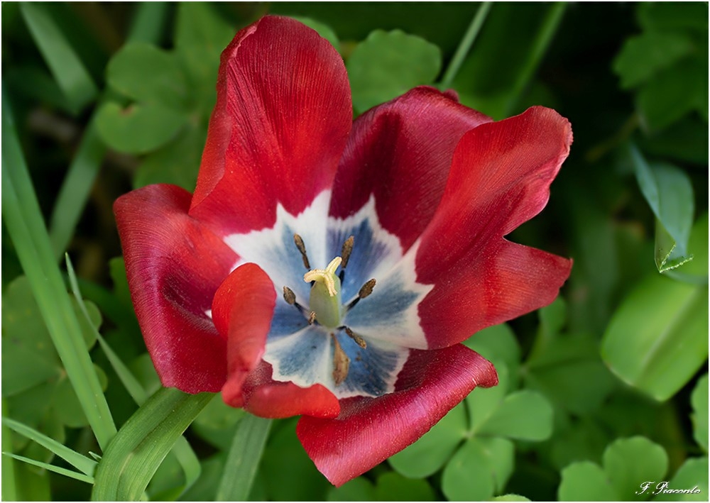 00393Tuliperouge.jpg.5a38503fa5c2bf339613f2cbae1777d0.jpg