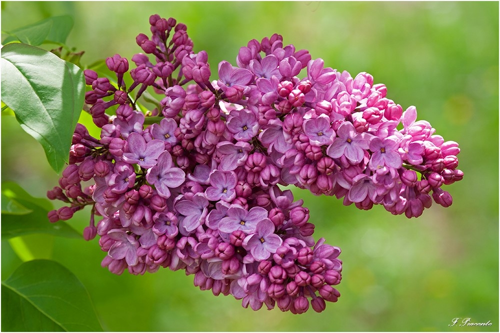 00394BrindeLilas.jpg.9aa7bf3e1a096bf8a94e3a025357eaf0.jpg