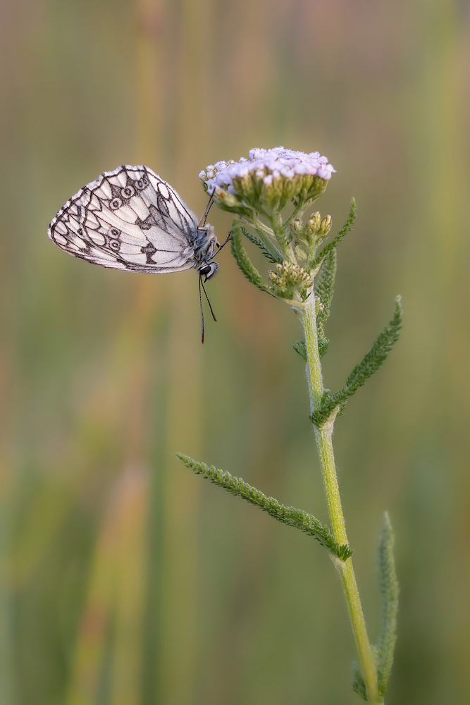 104A4603-export.jpg.7ec95830eeafd88198c7d6593b90d01b.jpg