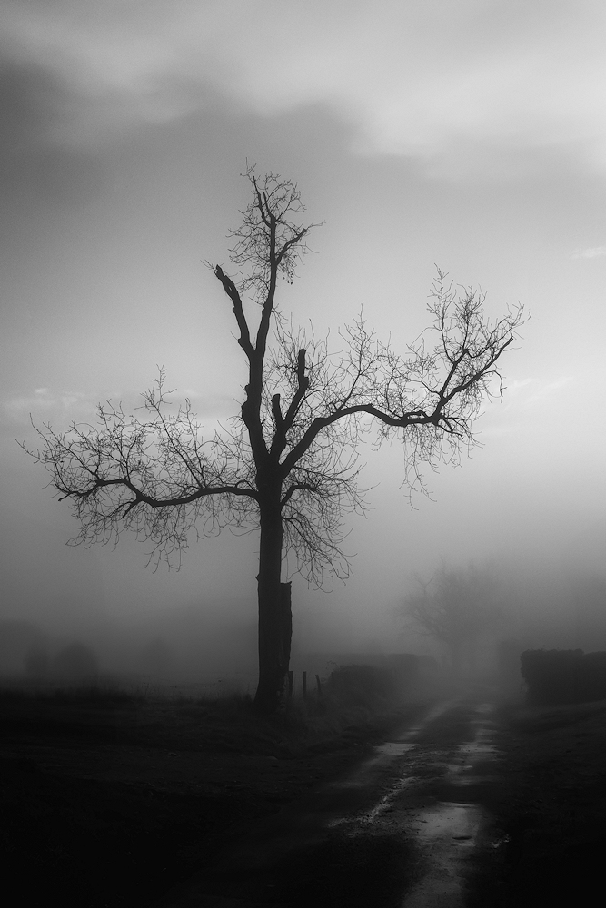 104A7121-export-NB.jpg.728b9510b94dfd9a9551cc7dbf99ce98.jpg
