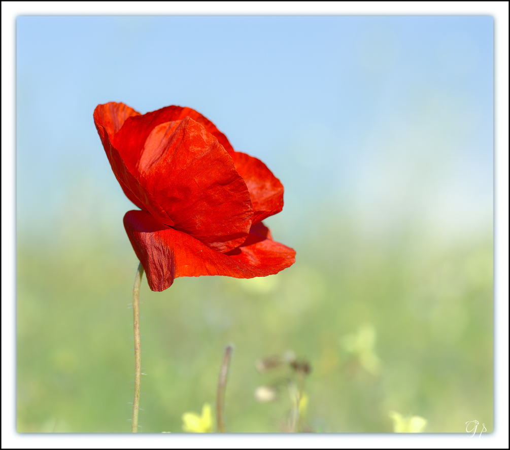 2020_macros_10152.jpg