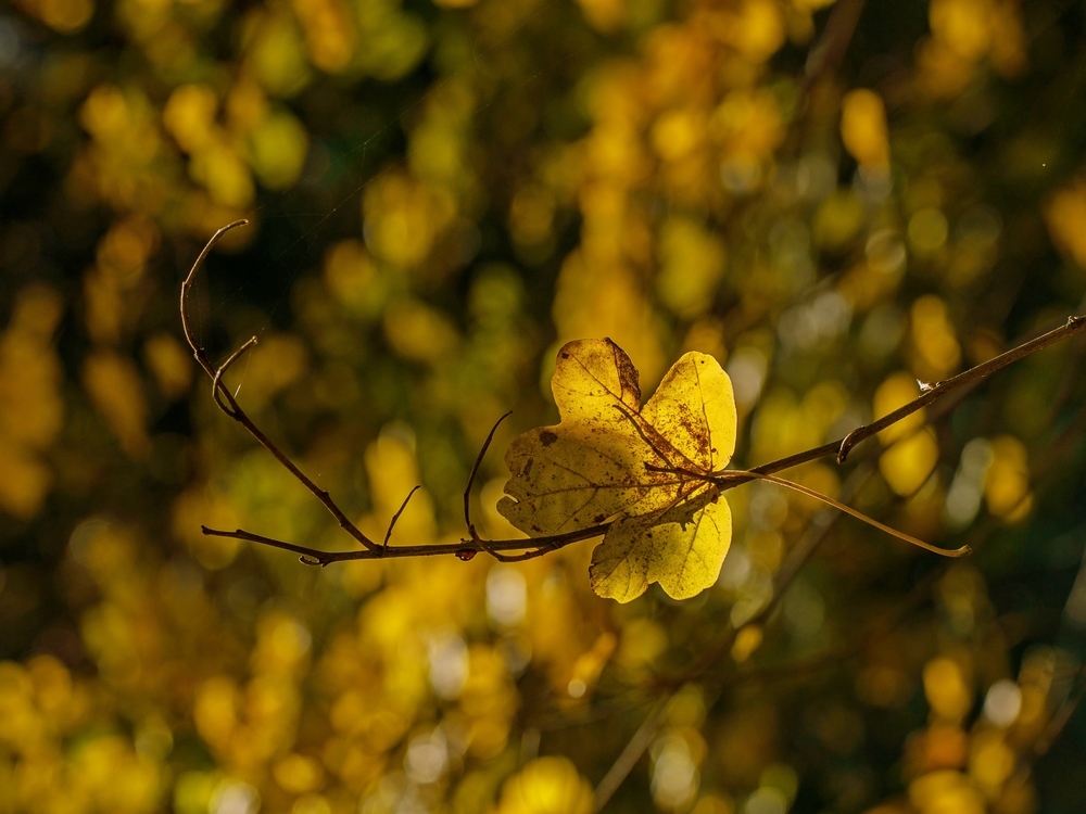 2G6A0041.jpg