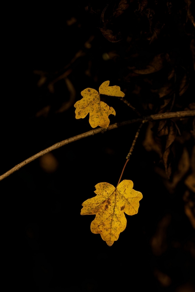 2G6A0060.jpg