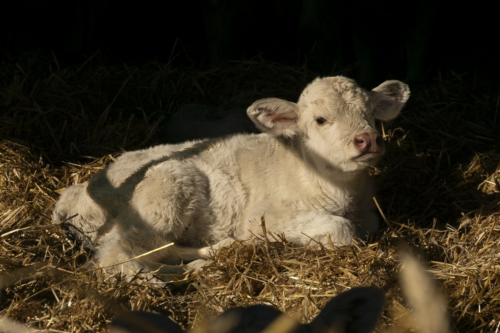 2G6A0481.jpg