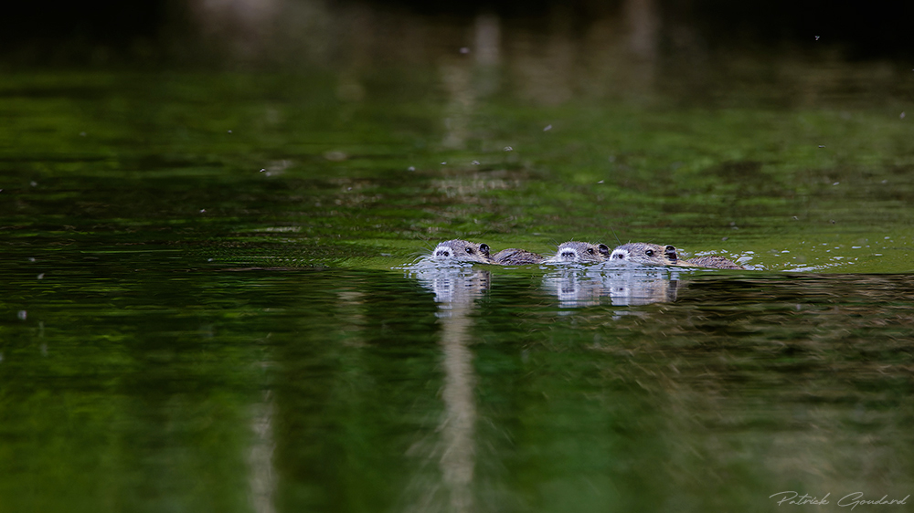 IMG_6874_DxO_corrige.jpg.f6cd2f885c3cf84ede92395b73635bd0.jpg