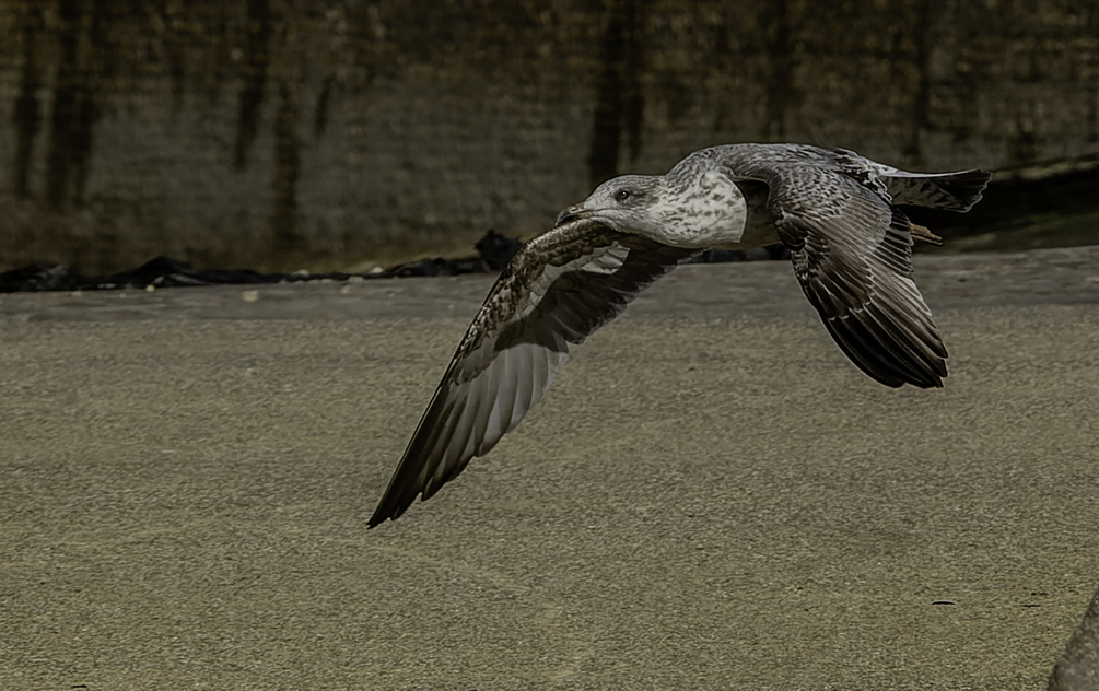 _9301094-ORF_DxO_DeepPRIME-4-2.jpg