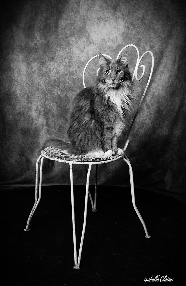 chat chaise a1fp.jpg