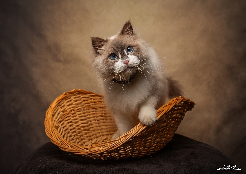 chat tino 1fp.jpg