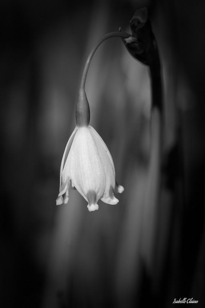 fleur1fp.jpg