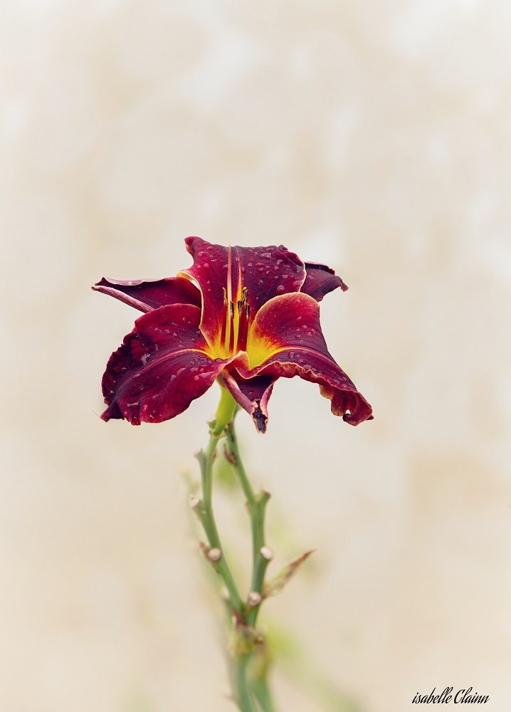 fleur o5fp.jpg