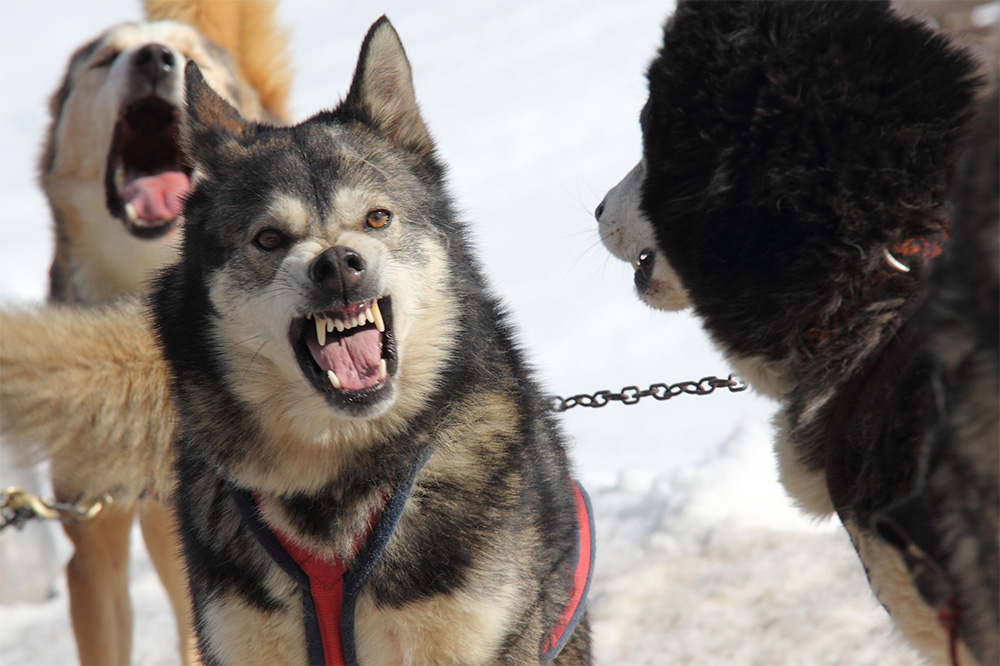 husky.jpg.10aba074f8b46ed9ca723edb2499685f.jpg