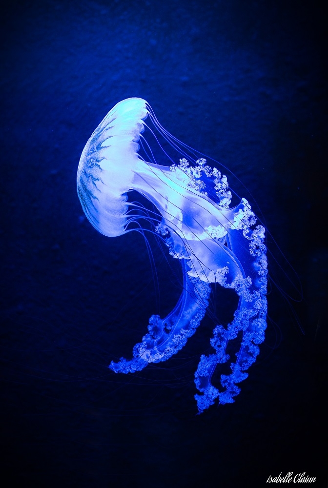 meduse r4fp.jpg