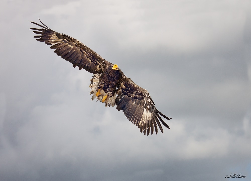 rapace 1fp.jpg