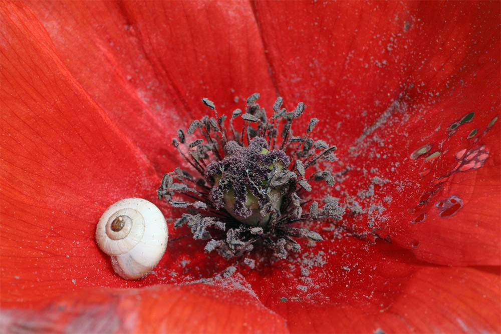 rouge.jpg.fe24b411d7e0b1373e1f2abbc801363d.jpg