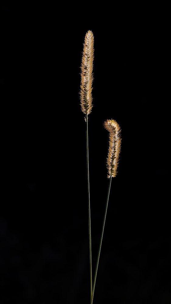 104A0525-export.jpg.950afd3d12402651a04dc0ee7d7f0c71.jpg
