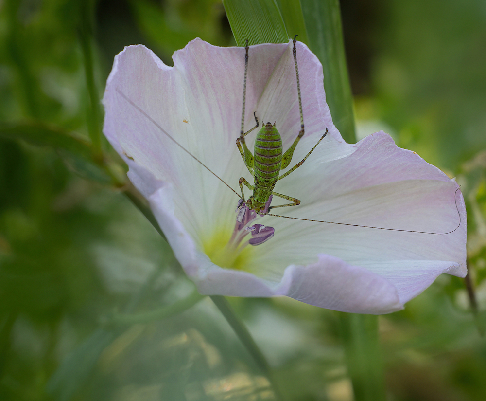1O0A0718-export.jpg.f5ddeb710c2722edf97b467ee9bfcada.jpg