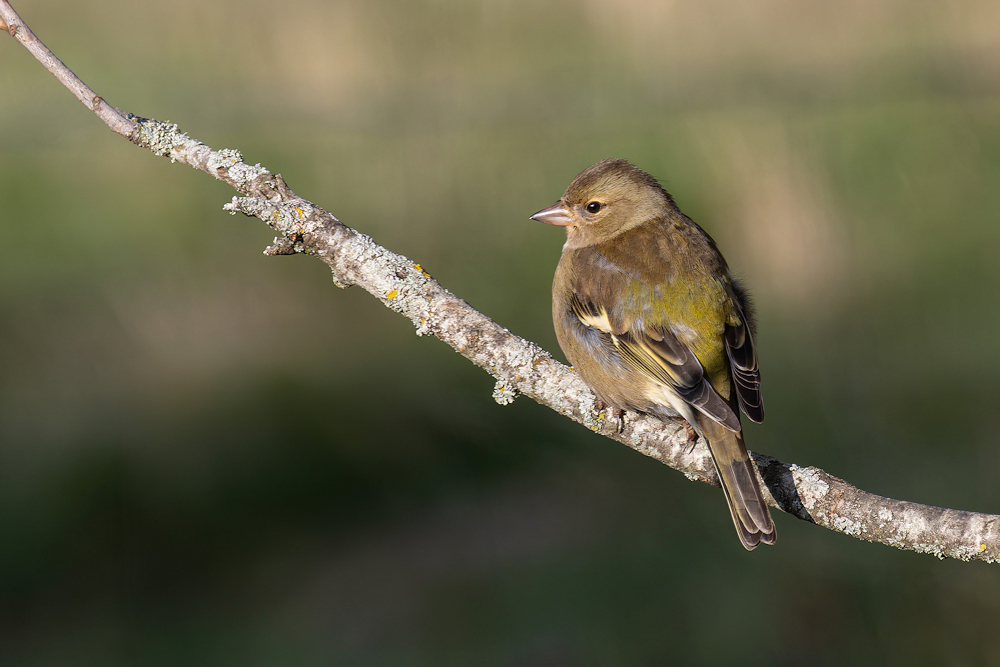 1O0A1024-export.jpg.0d6c821692932d96d6b9ae2cdfcd3135.jpg