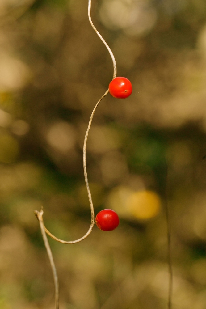 2G6A0128.jpg