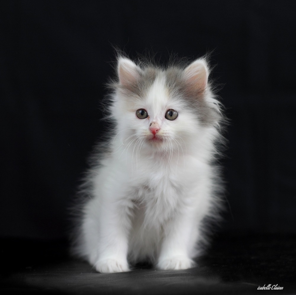 595f8407011e0_chatonfemelleforumdephotos.jpg