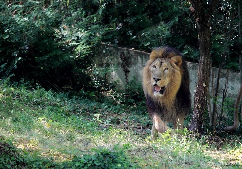 596f179356ebe_lionf2p.jpg